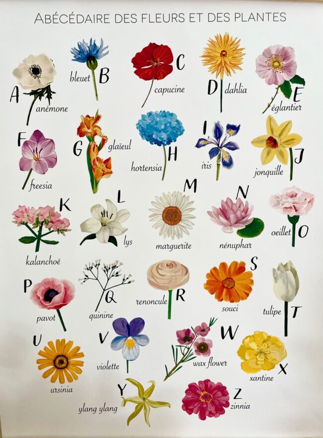 Affiche abécédaire fleurs et plantes – Image 3